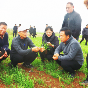 農業(yè)專家為問題麥田把脈問診送良方